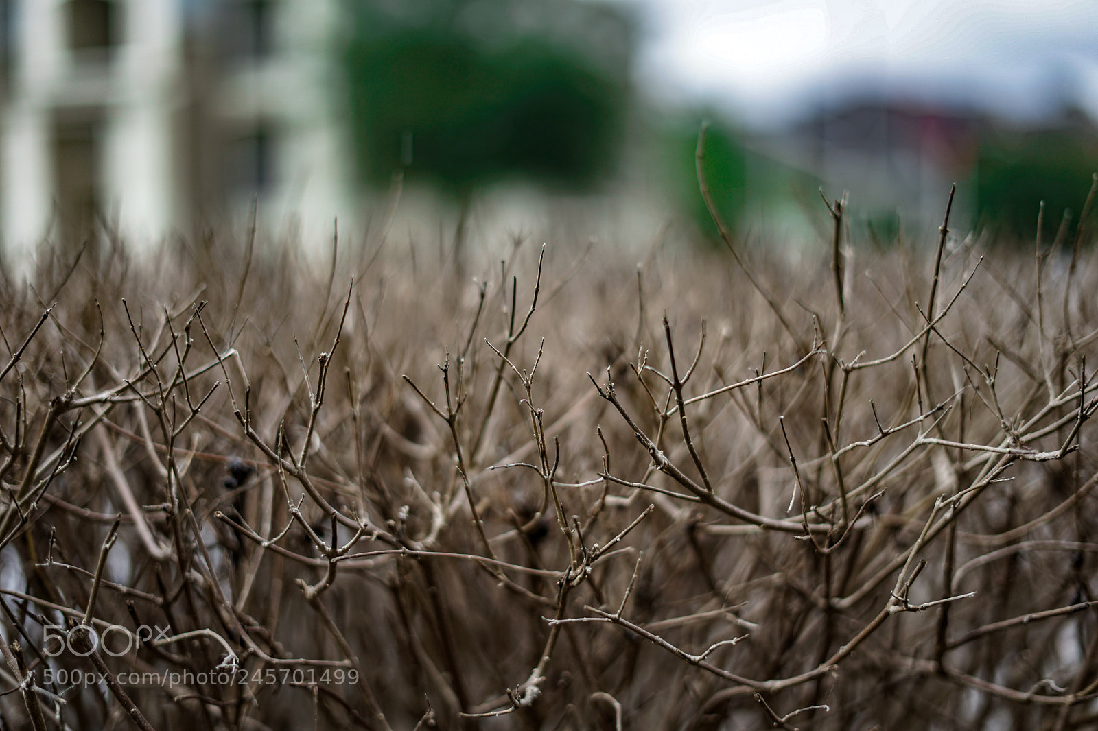 Sony a7 II sample photo. Brush. photography