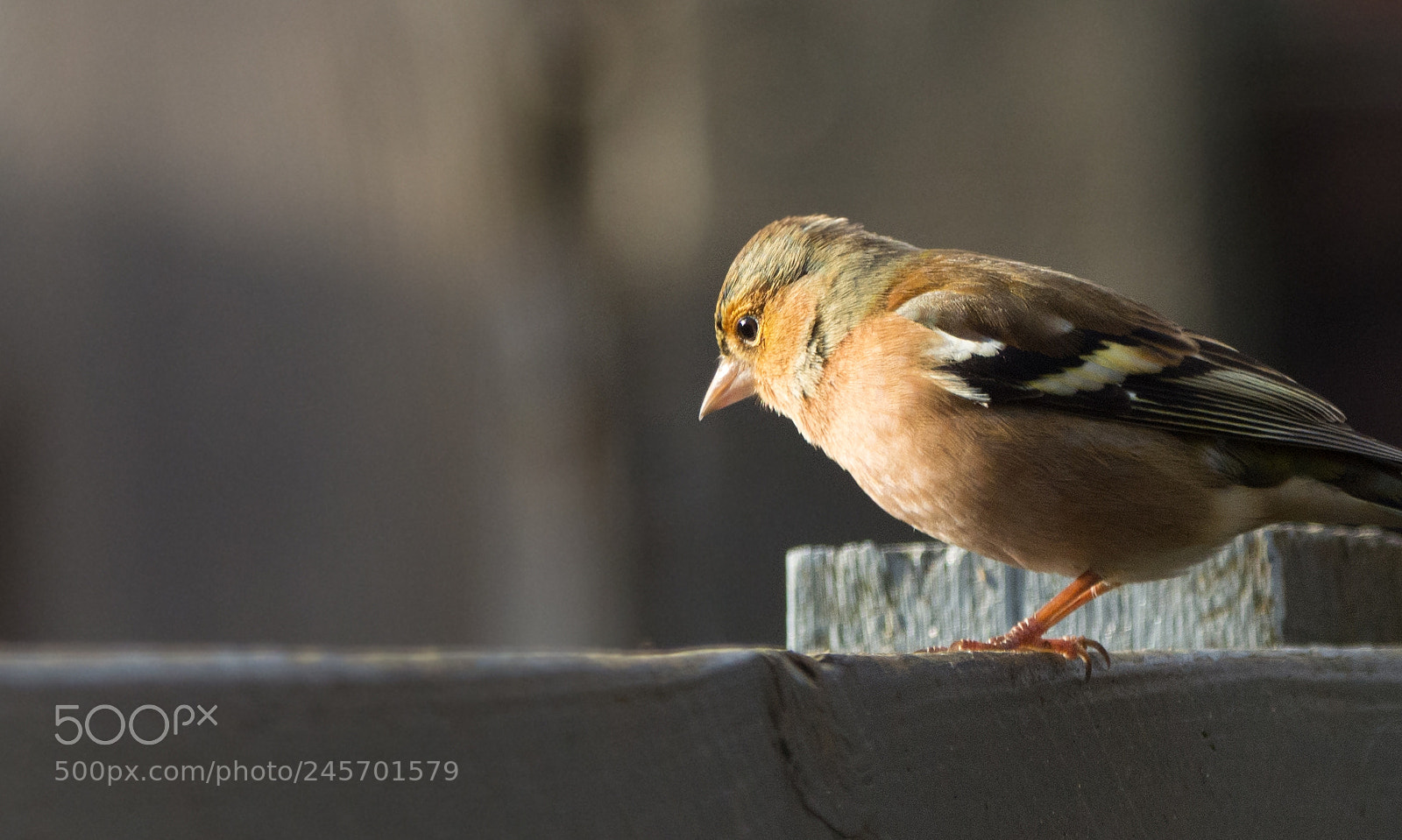 Nikon D7100 sample photo. Inspection over the fence photography
