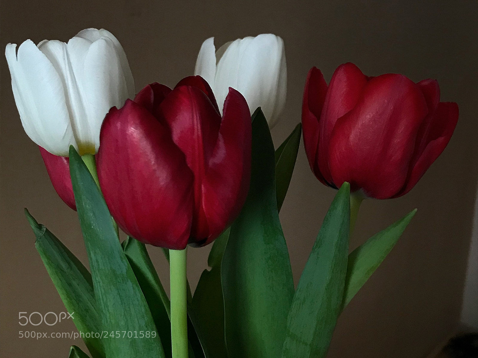 Apple iPhone 7 sample photo. Tulips photography