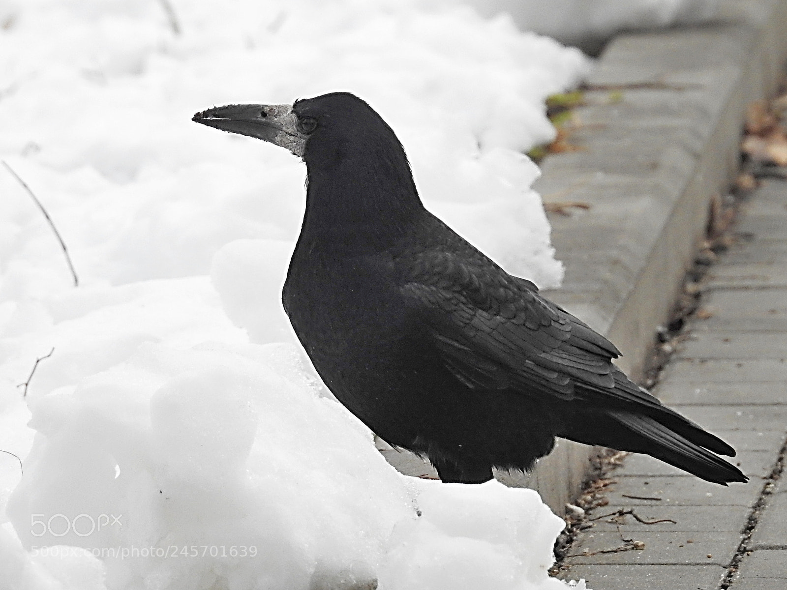 Nikon Coolpix P900 sample photo. Corvus frugilegus photography
