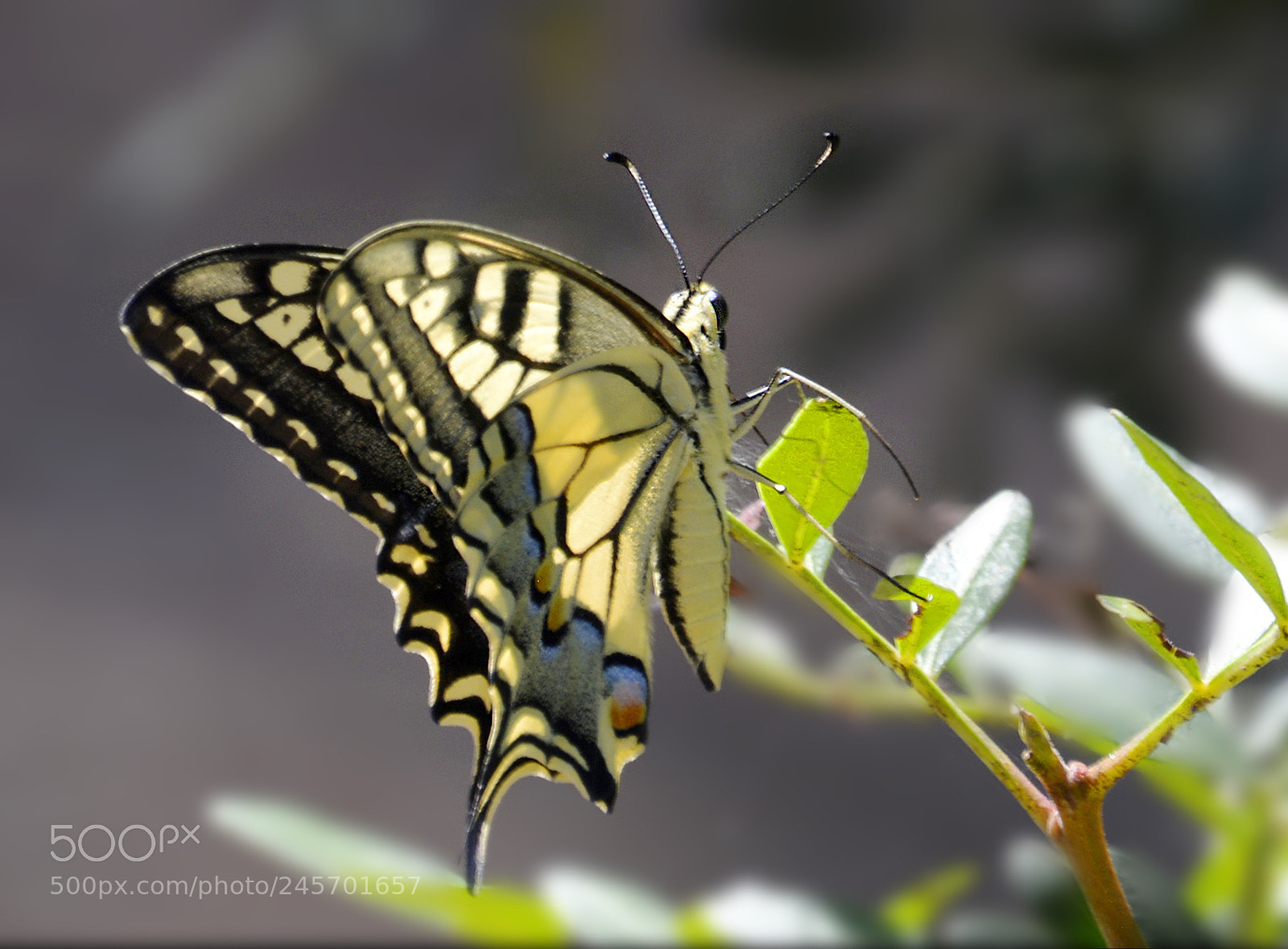 Nikon D5200 sample photo. A contraluz photography