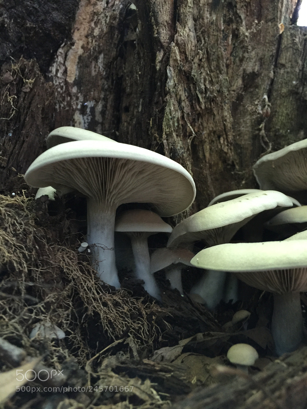 Apple iPhone 6 Plus sample photo. Mushrooms come alive photography