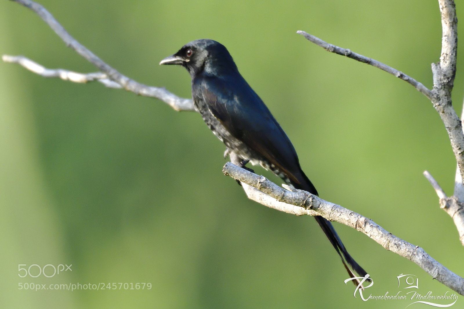 Nikon D500 sample photo. Black drongo - perching photography