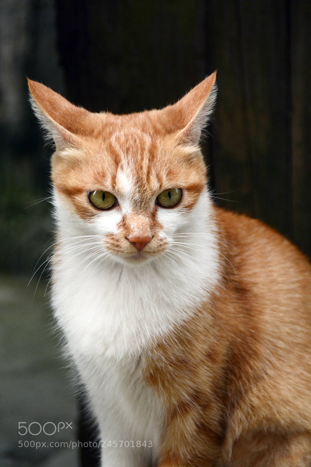 Nikon D7100 sample photo. A handsome cat photography