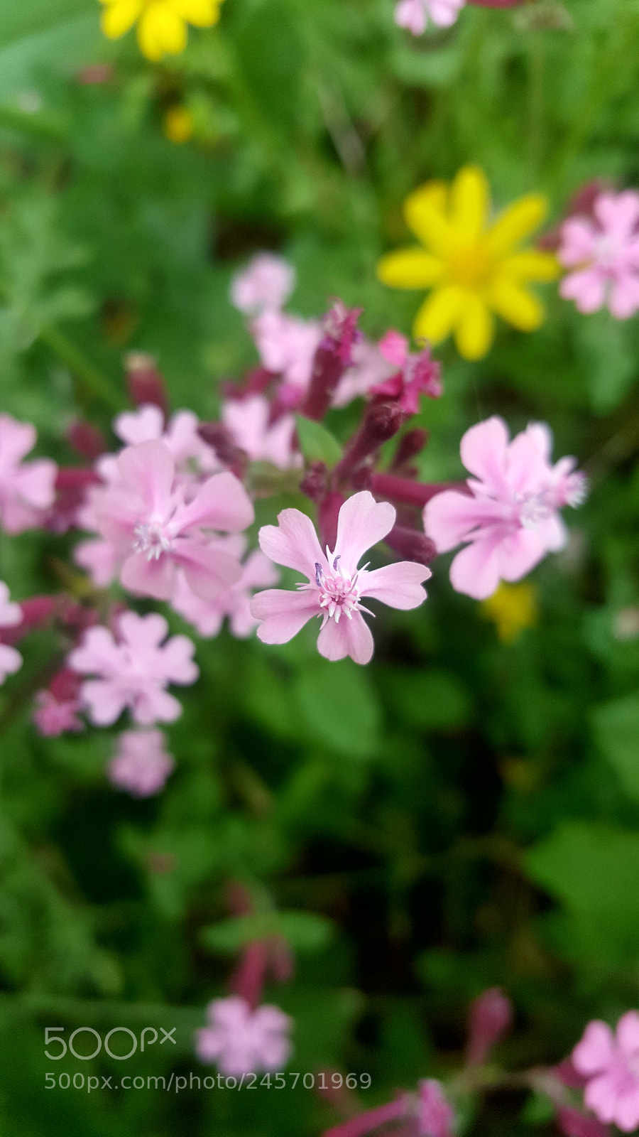 Samsung Galaxy Note5 sample photo. Untitled photography