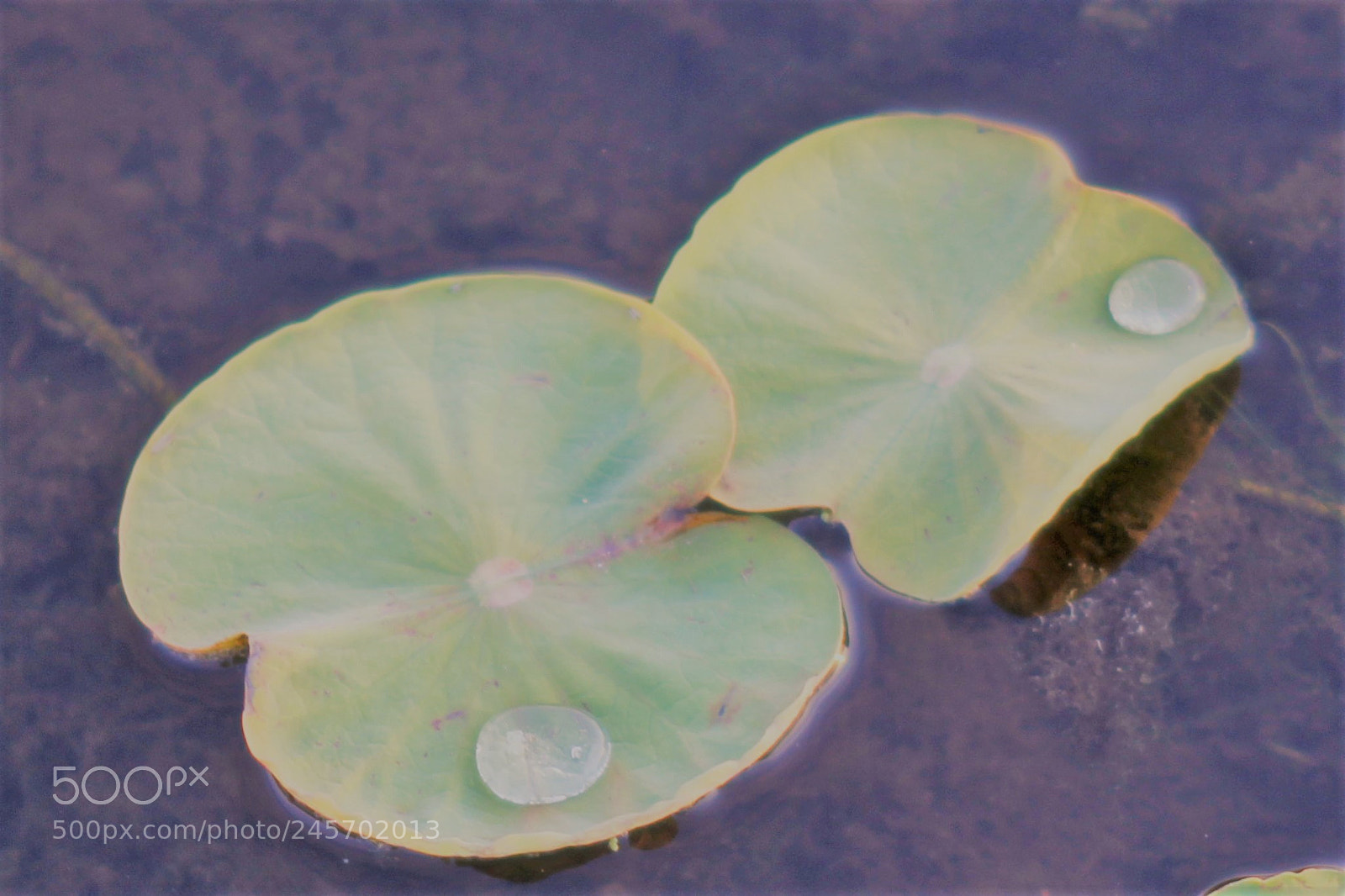 Canon EOS 60D sample photo. Water drop photography