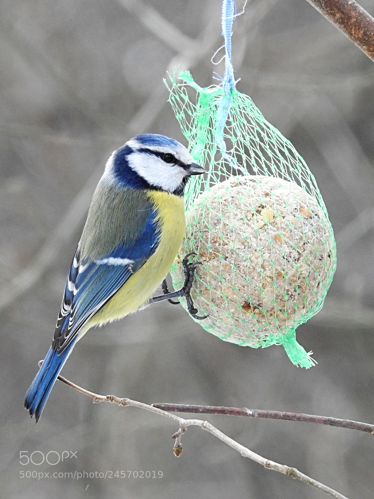 Nikon Coolpix P900 sample photo. Cyanistes caeruleus photography