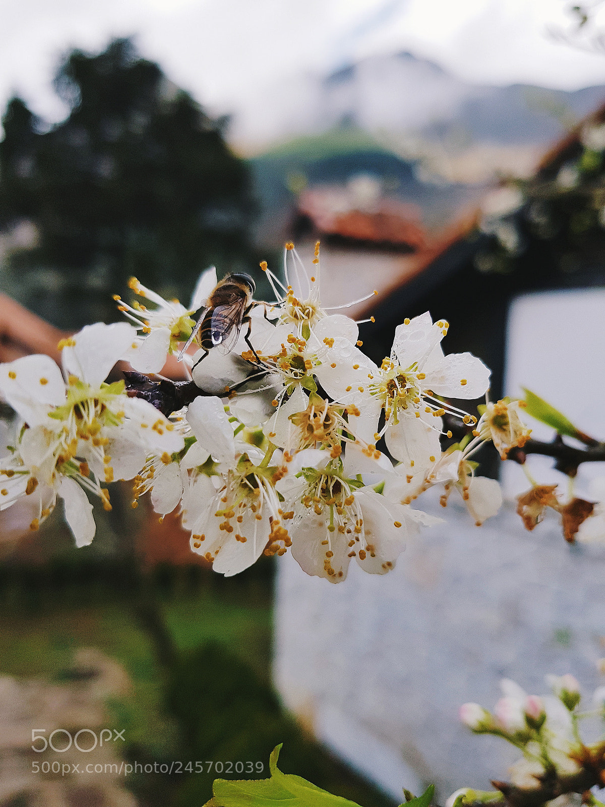 Samsung Galaxy S8+ sample photo. Untitled photography