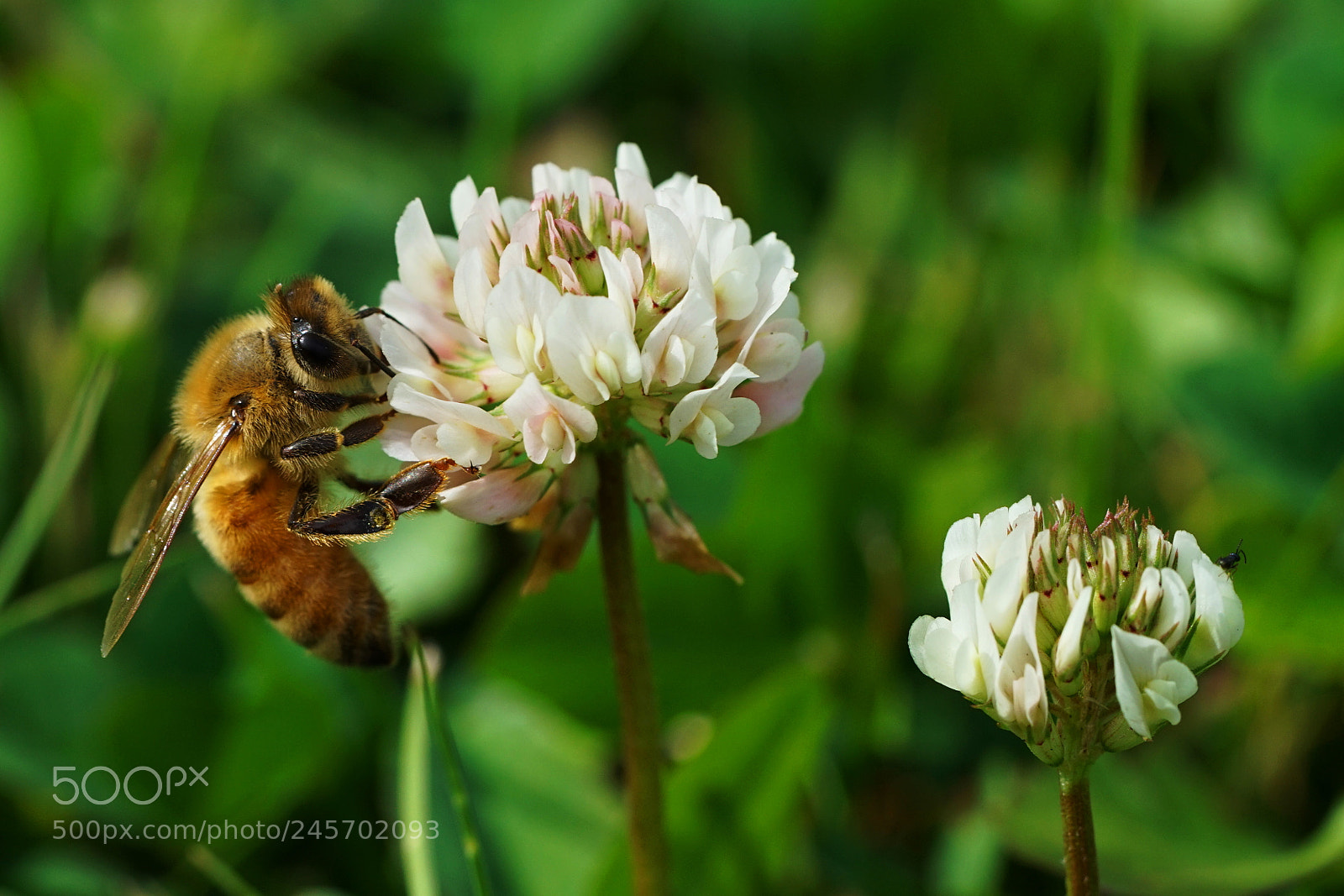 Sony a7R II sample photo. Bee and small bug photography