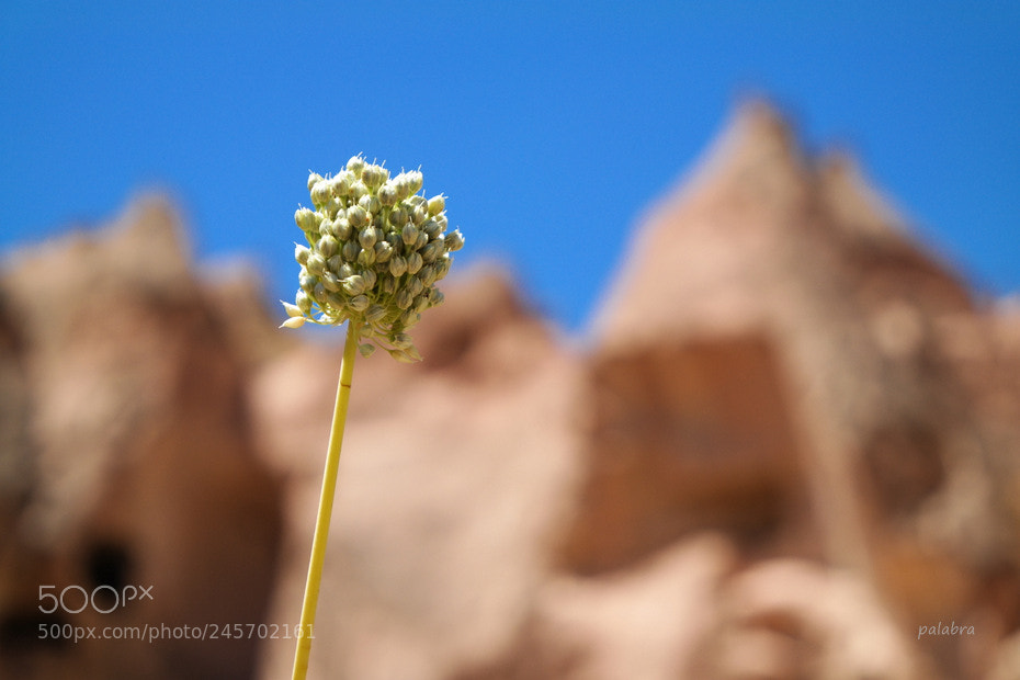 Samsung NX30 sample photo. ... photography