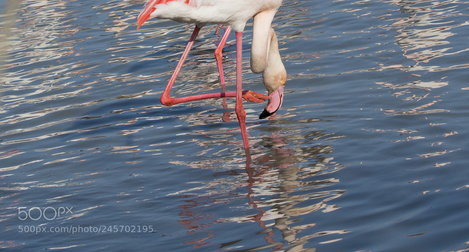 Canon EOS 7D Mark II sample photo. Reflection photography