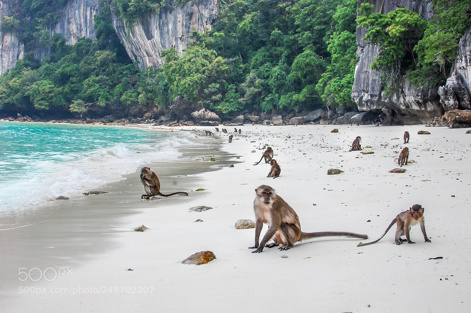 Nikon D40 sample photo. Monkey on the beach photography