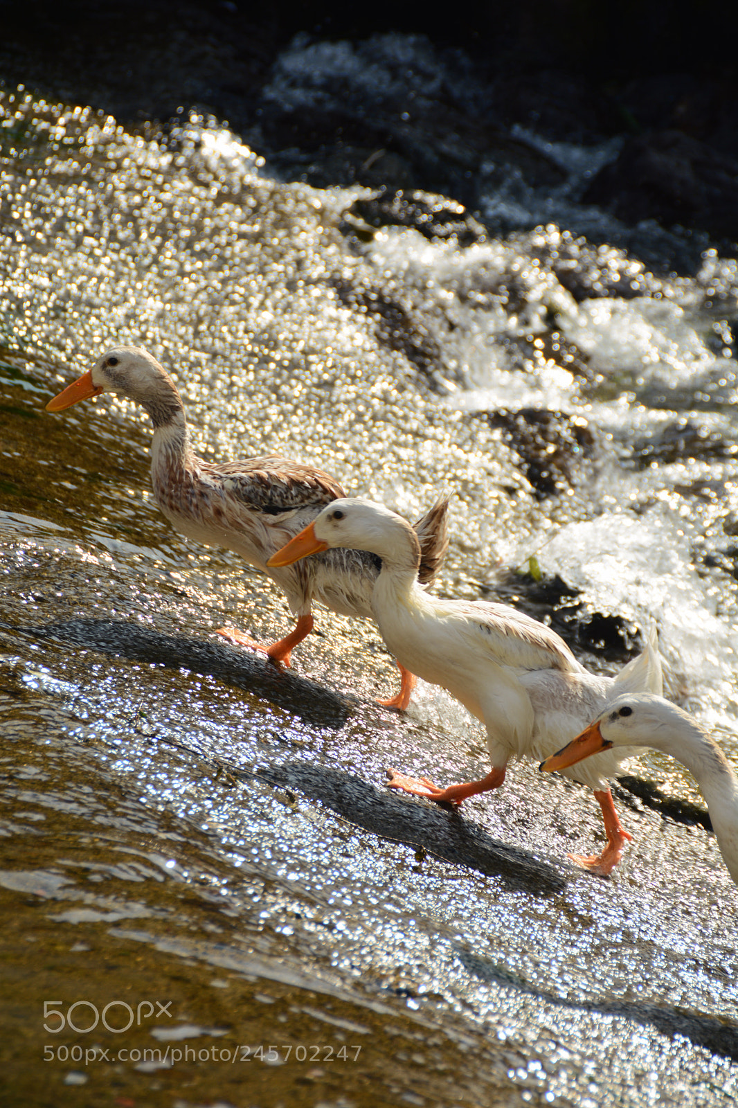 Nikon D7100 sample photo. Duck duck duck photography