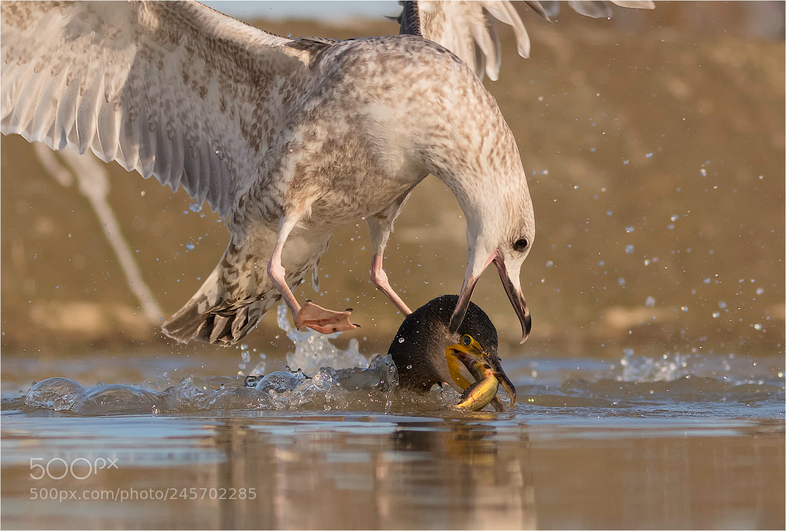 Nikon D850 sample photo. Fight for the fish! photography