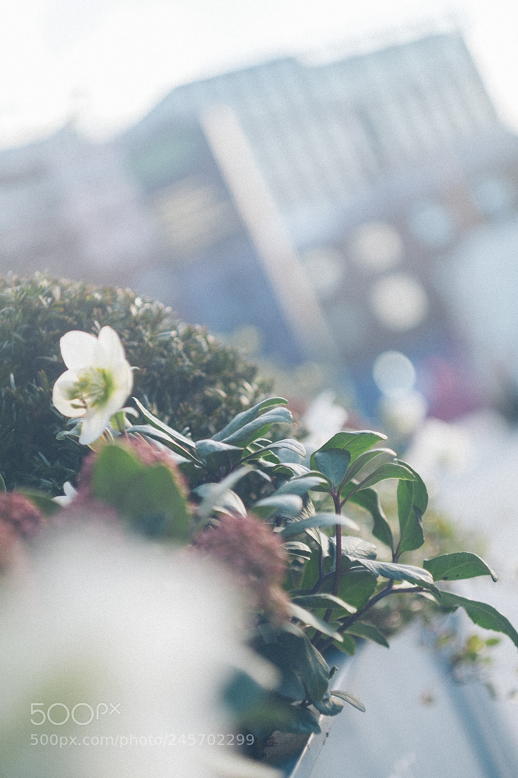 Fujifilm X-Pro1 sample photo. Blue in london photography