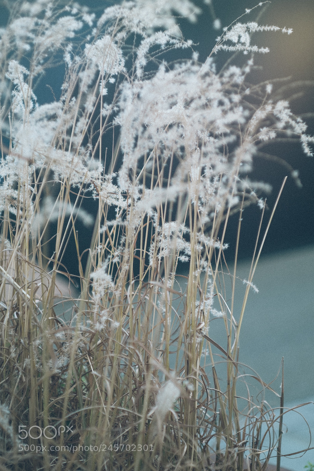 Fujifilm X-Pro1 sample photo. Blue in london photography