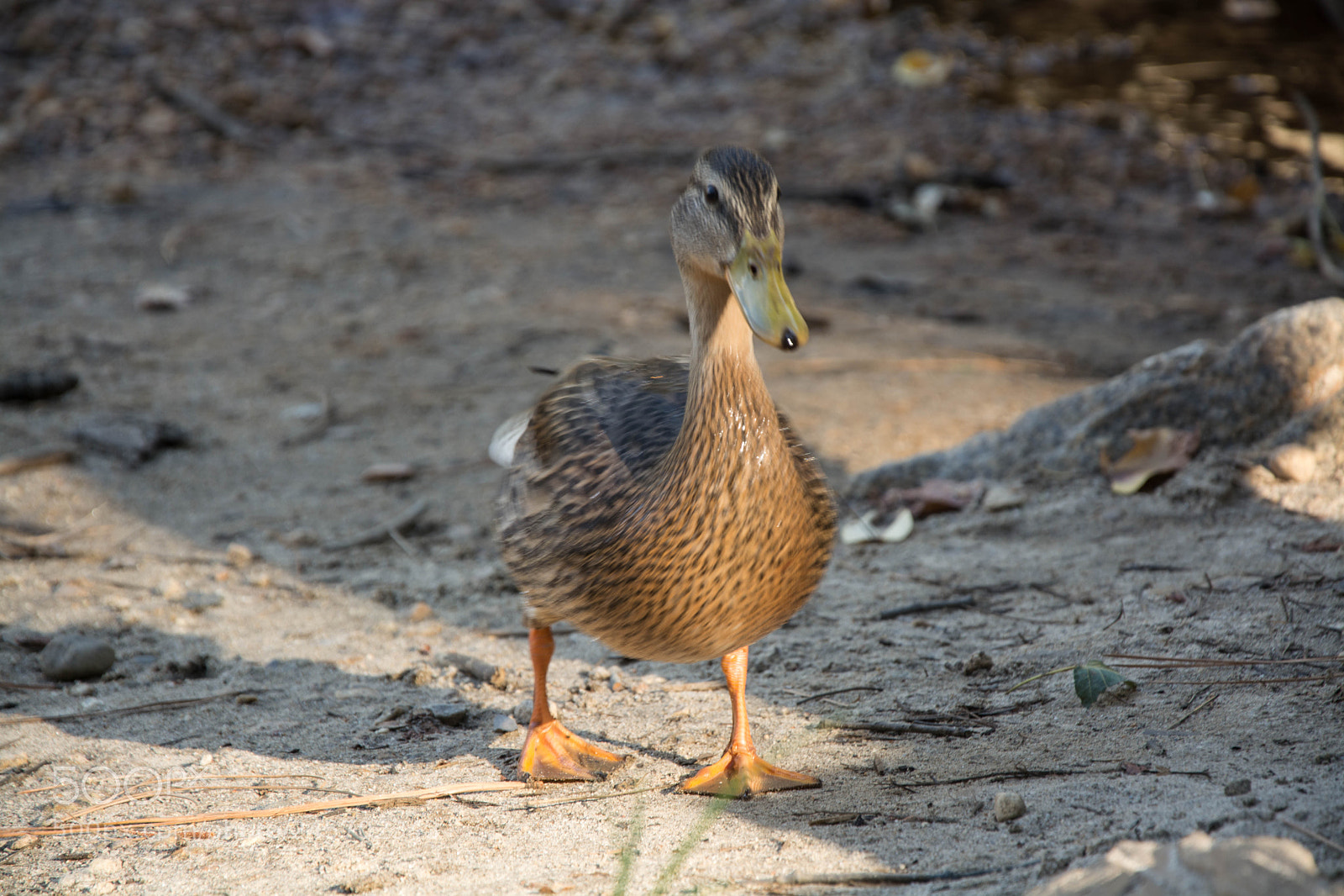 Nikon D5200 sample photo. Model duck photography