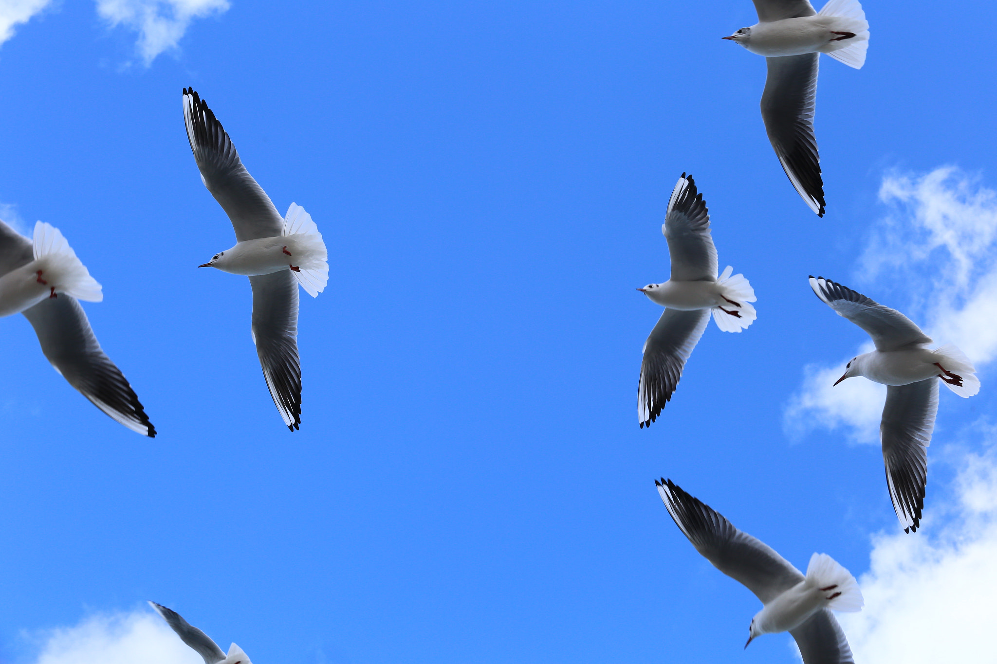Canon EOS 6D + Canon EF 70-200mm F4L USM sample photo. Gulls photography