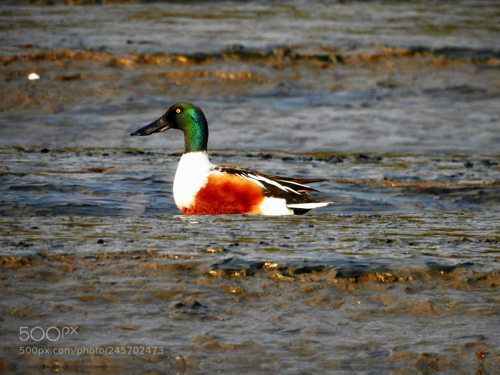 Nikon Coolpix P900 sample photo. Mallard duck photography