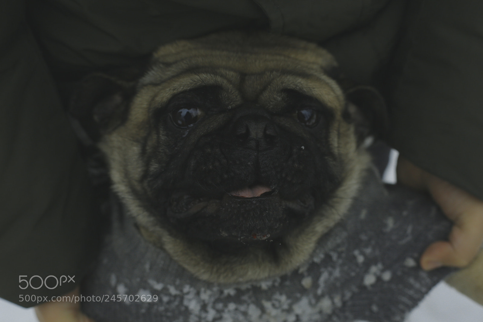 Canon EOS 6D + Canon EF 50mm F1.8 STM sample photo. 狗 photography