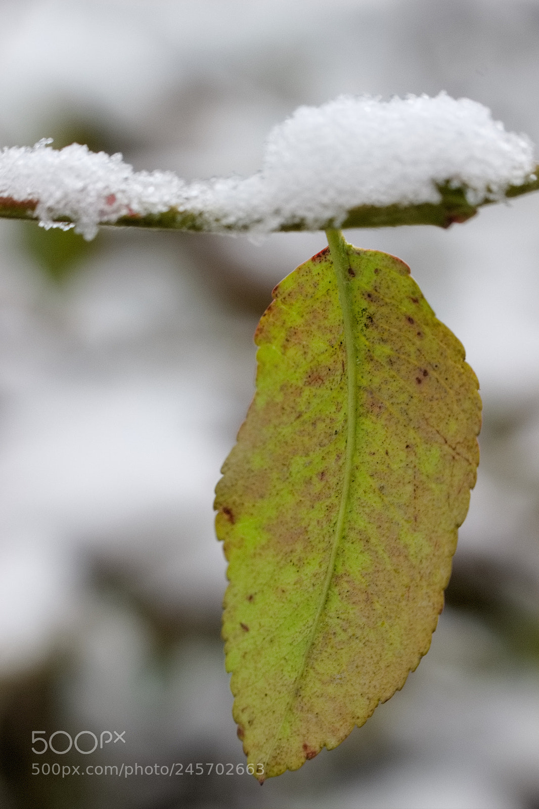 Canon EOS 100D (EOS Rebel SL1 / EOS Kiss X7) sample photo. 2018-02-11 blatt im schnee photography