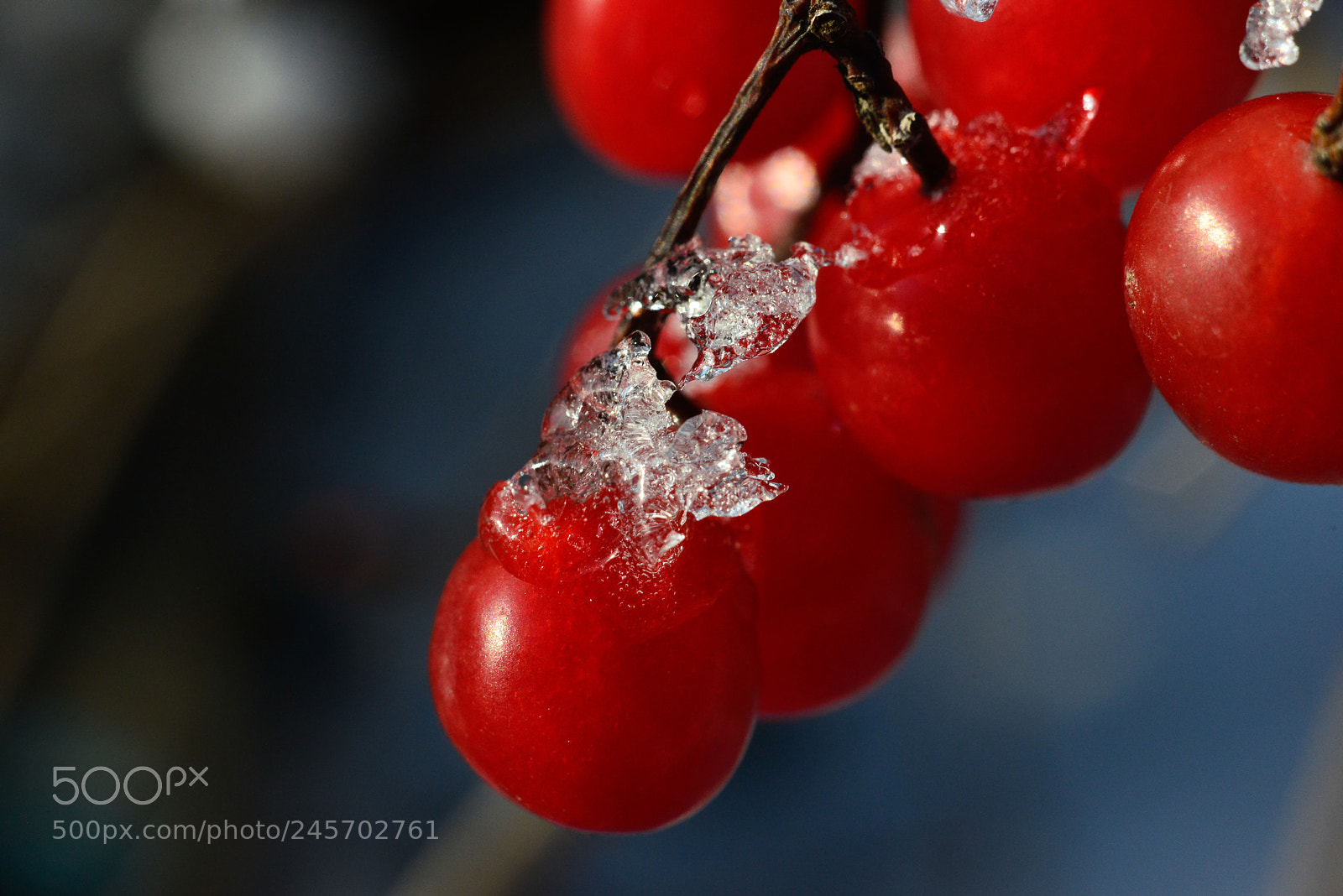 Nikon D800 sample photo. Чудо морозное photography