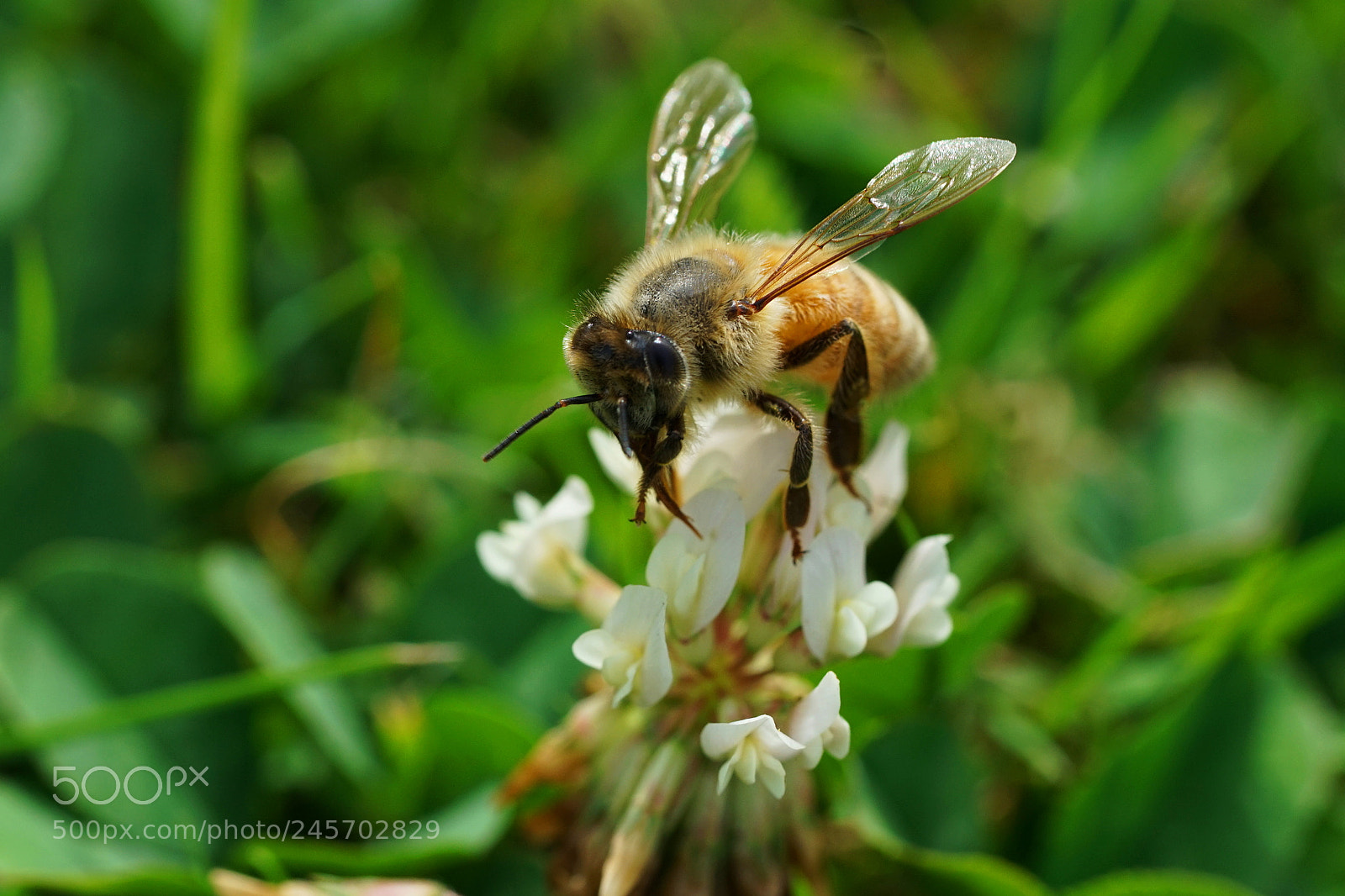 Sony a7R II sample photo. Dsc photography