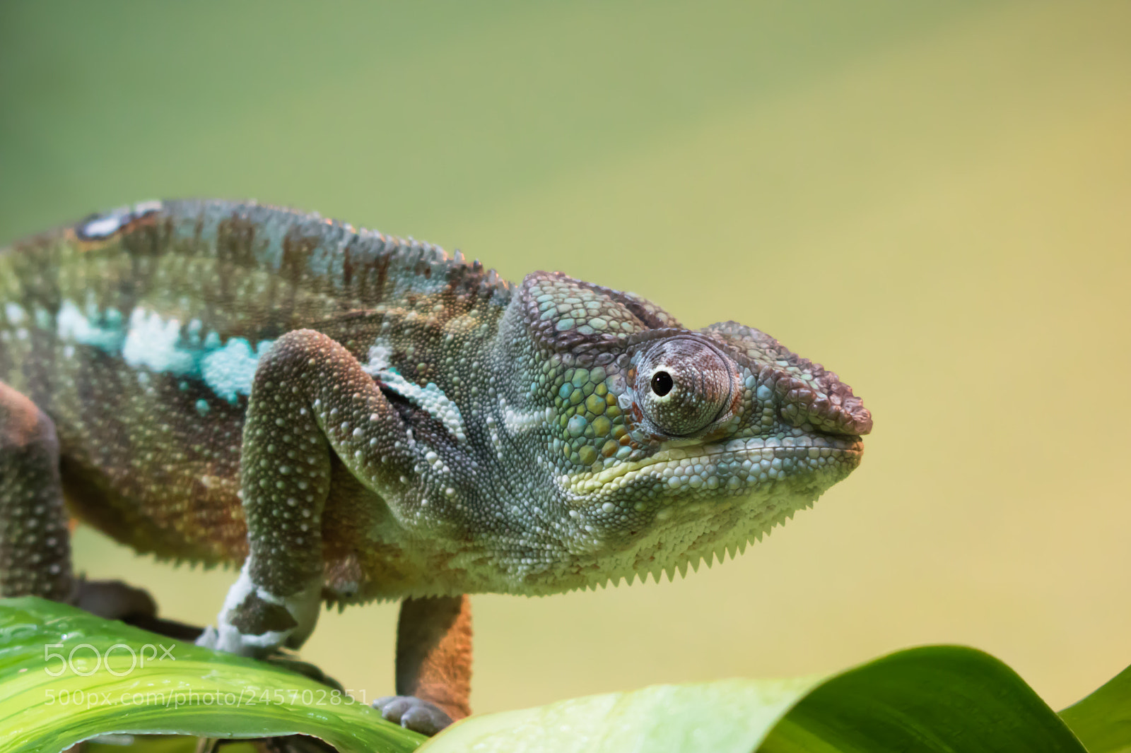 Canon EOS 760D (EOS Rebel T6s / EOS 8000D) sample photo. Cute chameleon photography