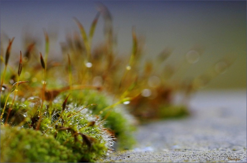 Canon EF 100mm F2.8L Macro IS USM sample photo. Focus.... photography