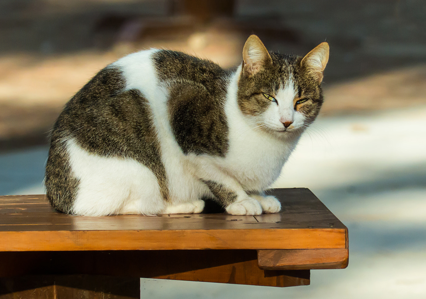 Leica V-Lux 4 sample photo. Cat on a park bench photography