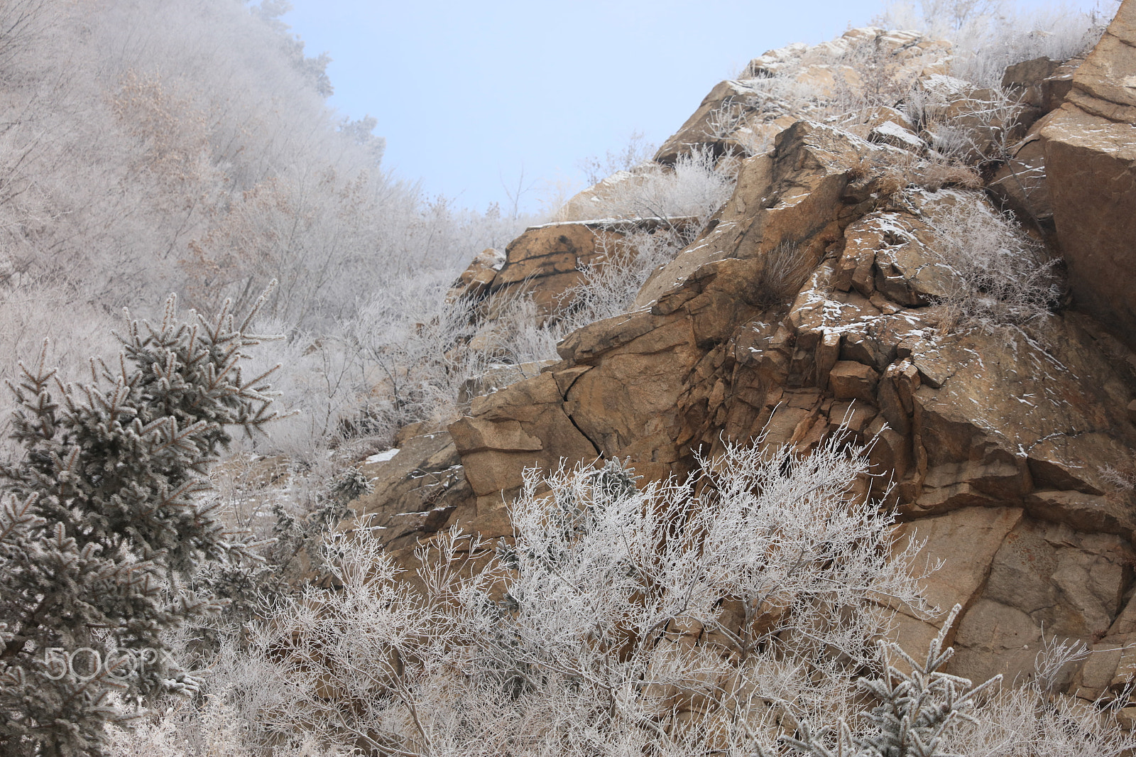 Canon EOS 5DS R sample photo. Rime flowers spring photography