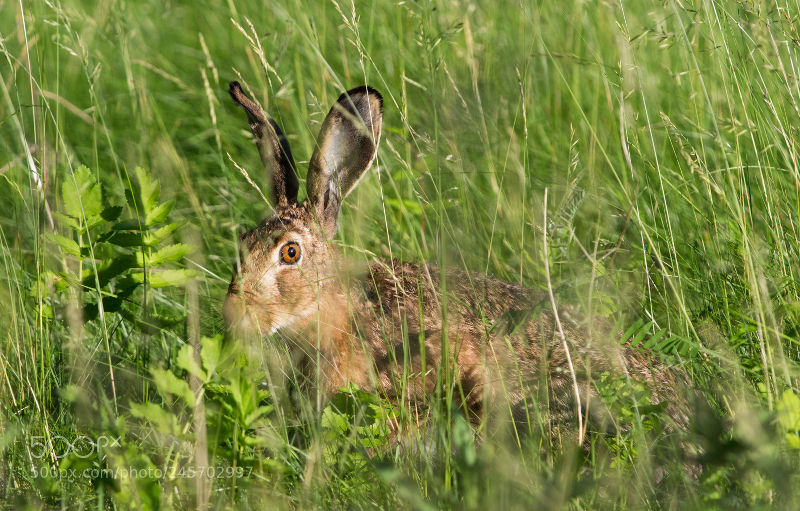 Pentax K-3 sample photo. Hare in hiding photography