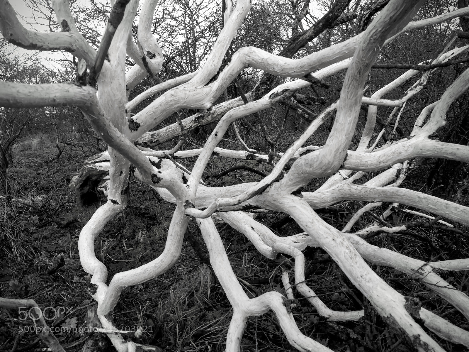 Olympus OM-D E-M10 II sample photo. Branches photography
