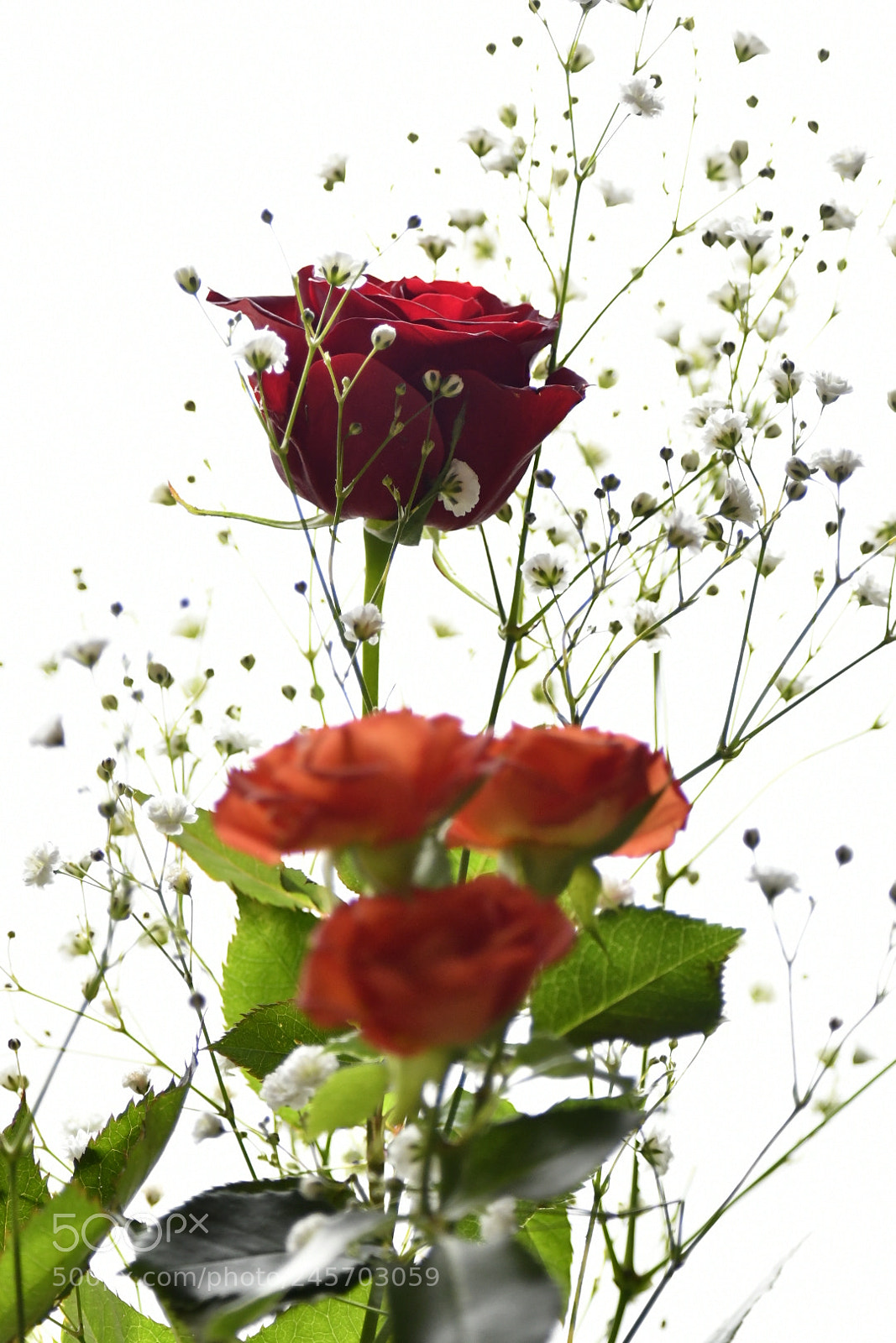 Nikon D850 sample photo. Untitled photography