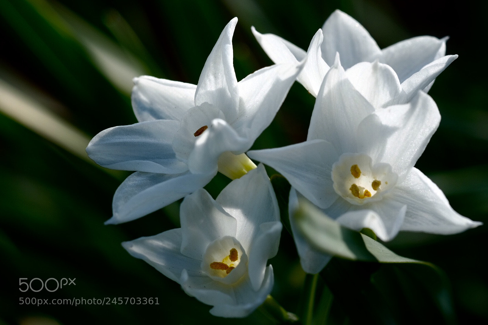 Fujifilm X-E2 sample photo. Narcissus photography