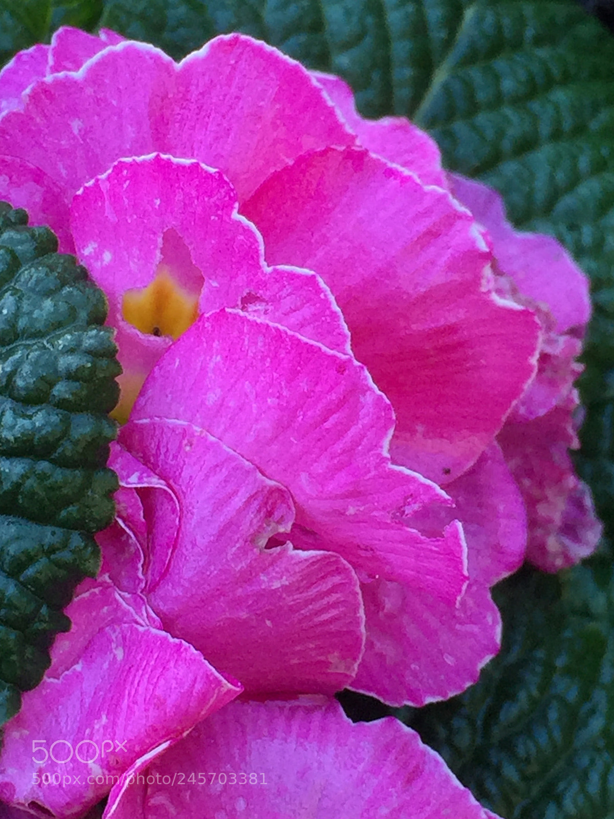 Apple iPhone 6 Plus sample photo. Cornucopia primavera photography