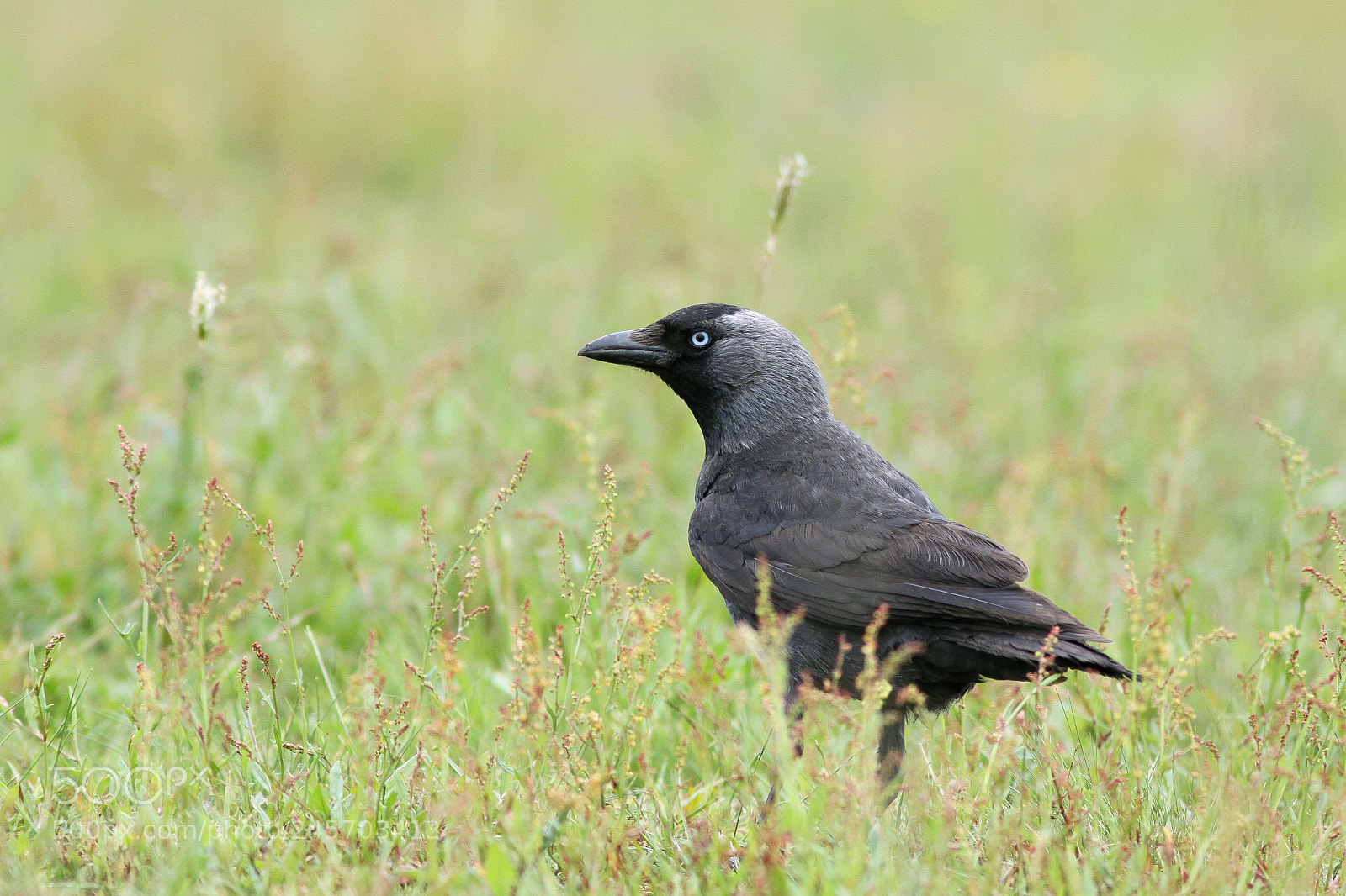 Canon EOS 50D sample photo. Jackdaw photography