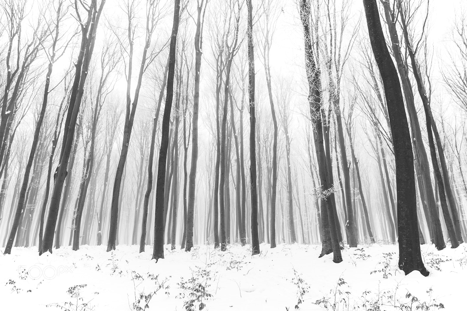 Nikon D7200 sample photo. Liniştea lumini photography