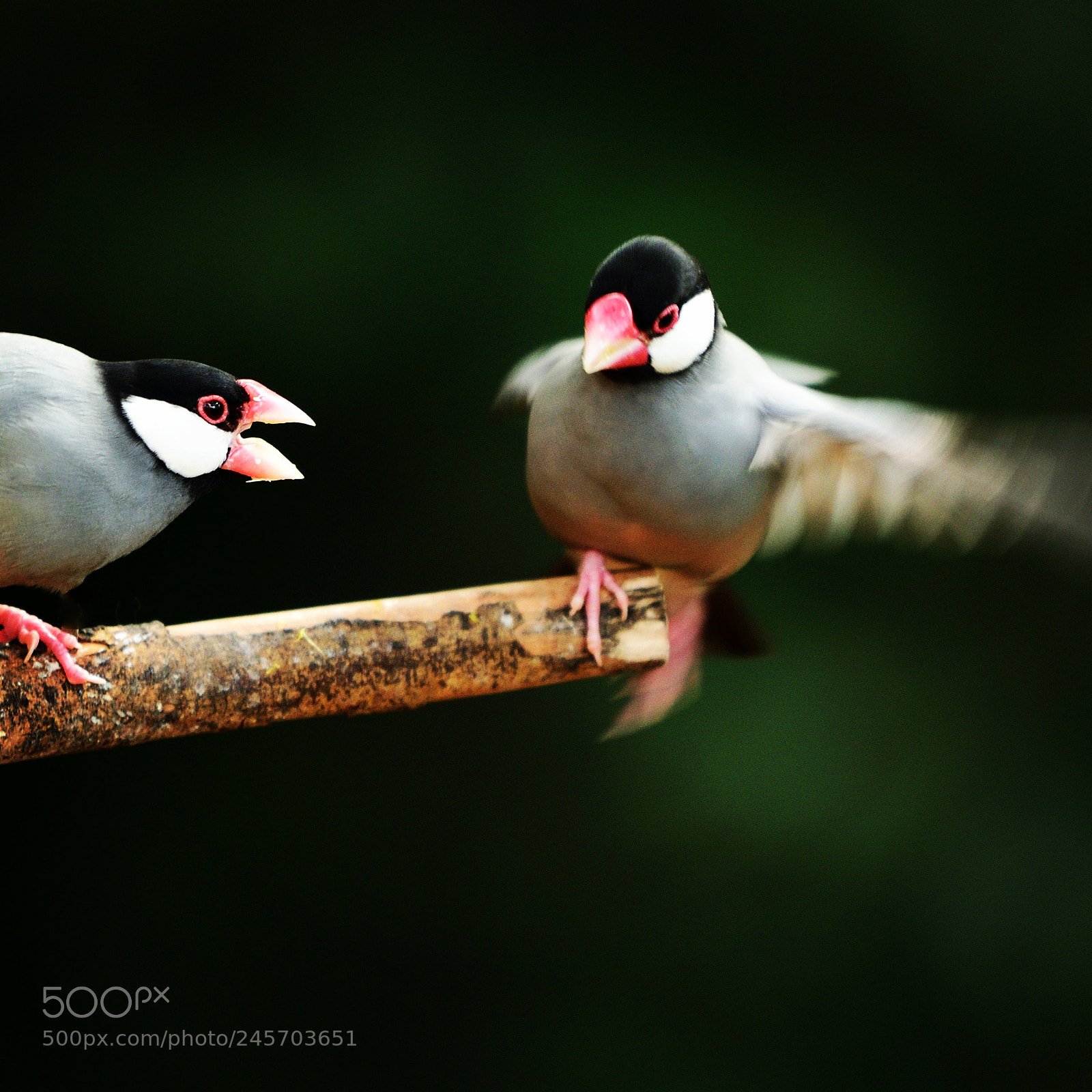 Nikon D500 sample photo. Java finch photography