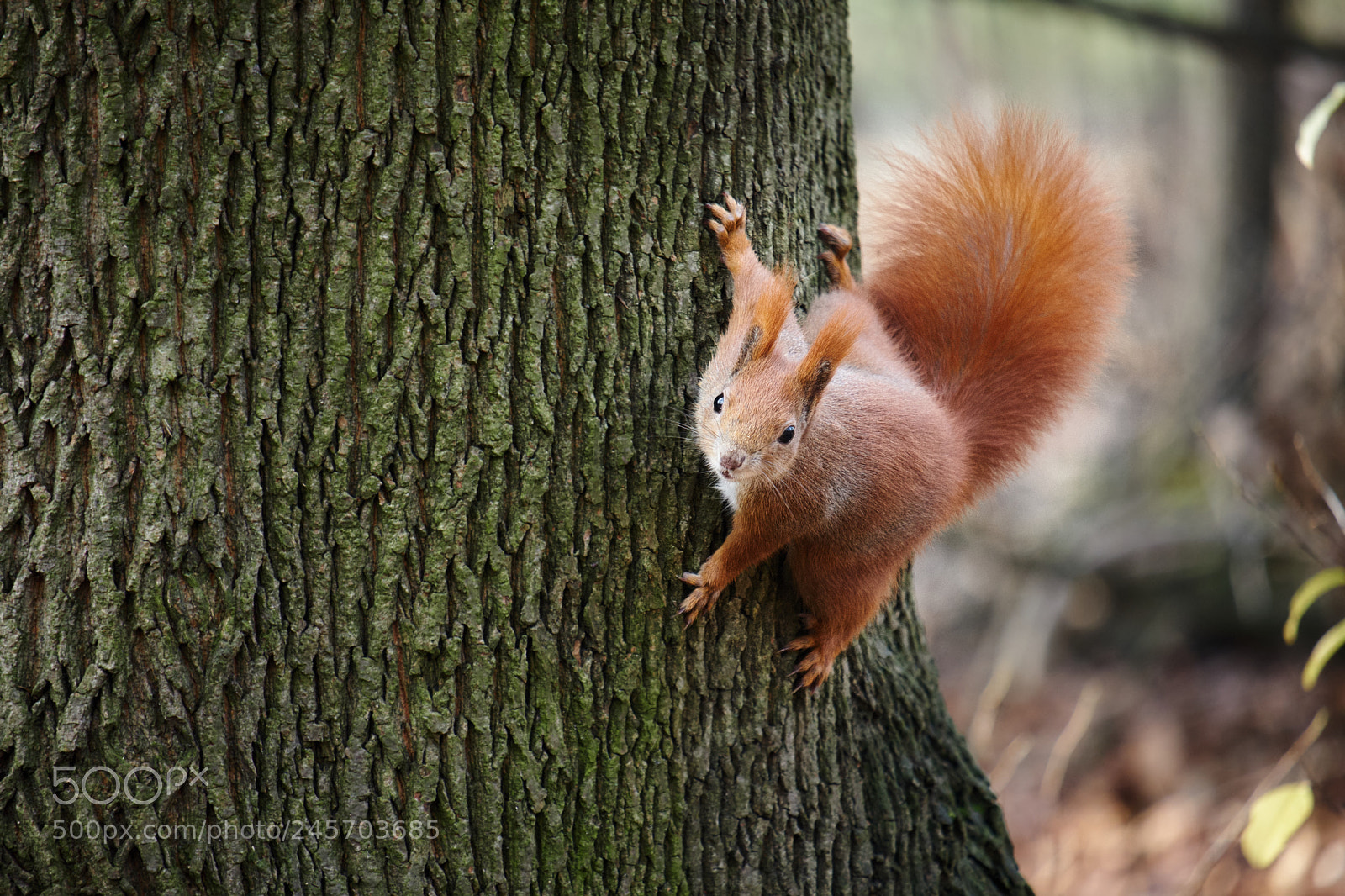 Fujifilm X-T20 sample photo. Squirrel hunting photography