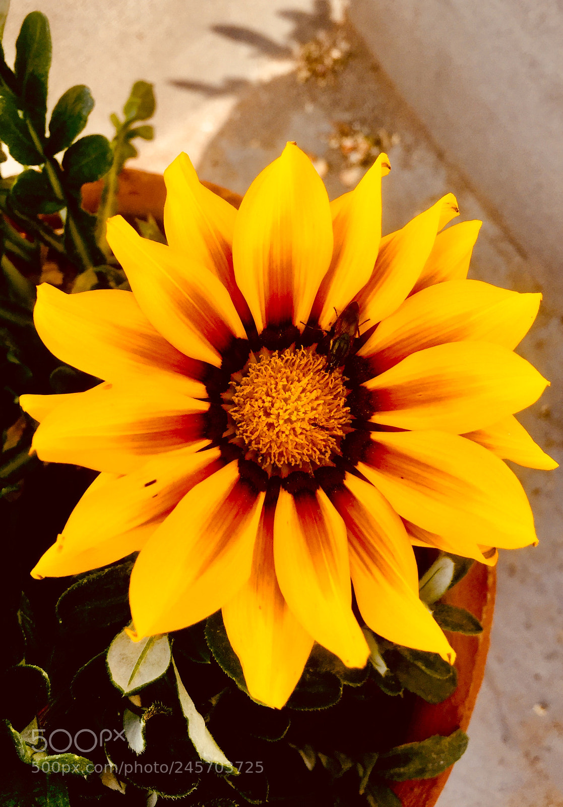 Apple iPhone 6 Plus sample photo. Untitled photography