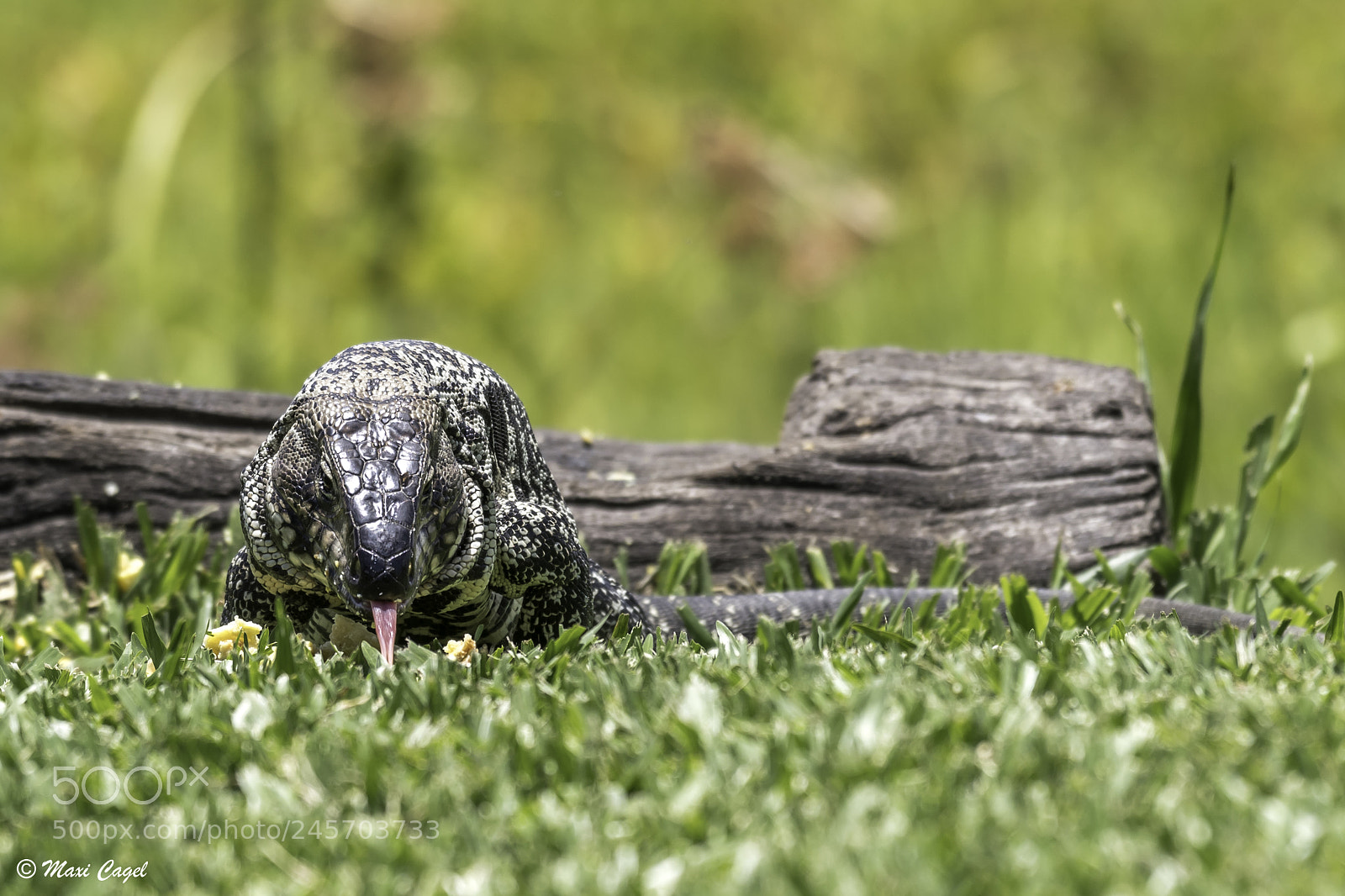 Nikon D500 sample photo. Dino photography