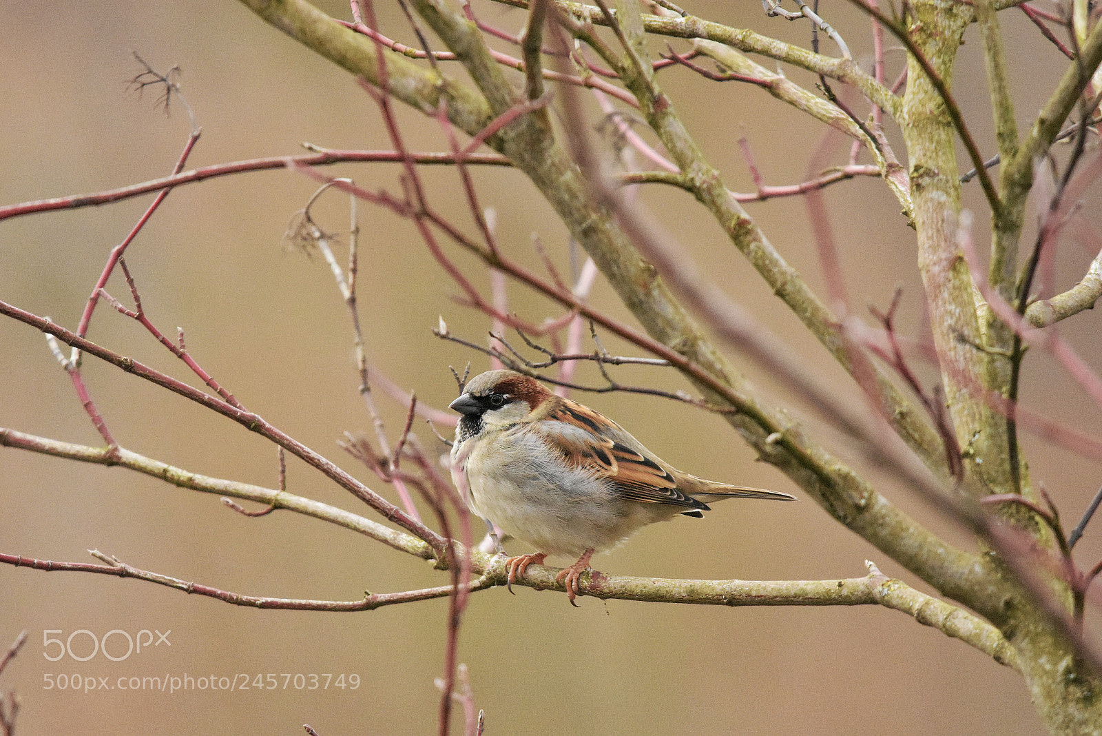 Nikon D7200 sample photo. 'male sparrow passer domesticus photography