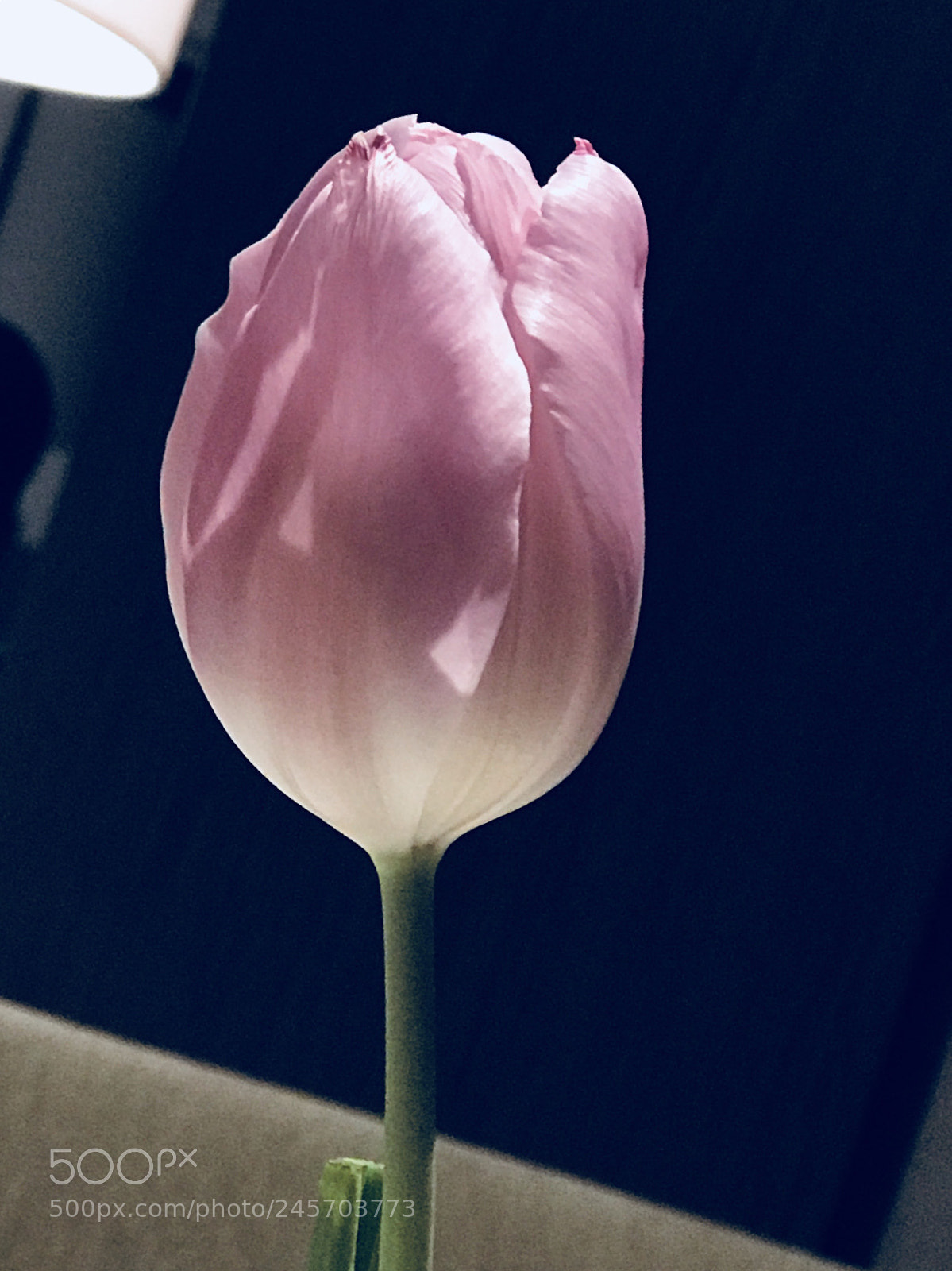 Apple iPhone 7 Plus sample photo. Untitled photography