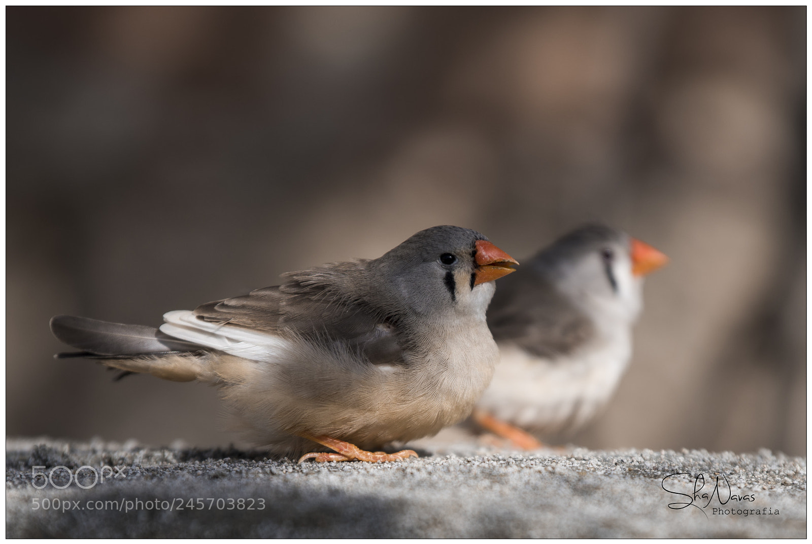 Nikon D810 sample photo. Zebra finch photography