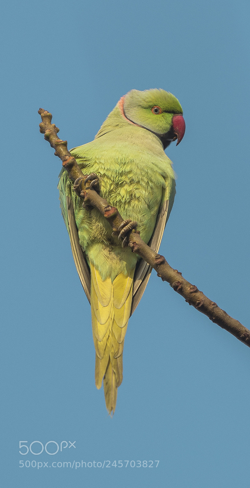 Nikon D850 sample photo. Parrot!! photography