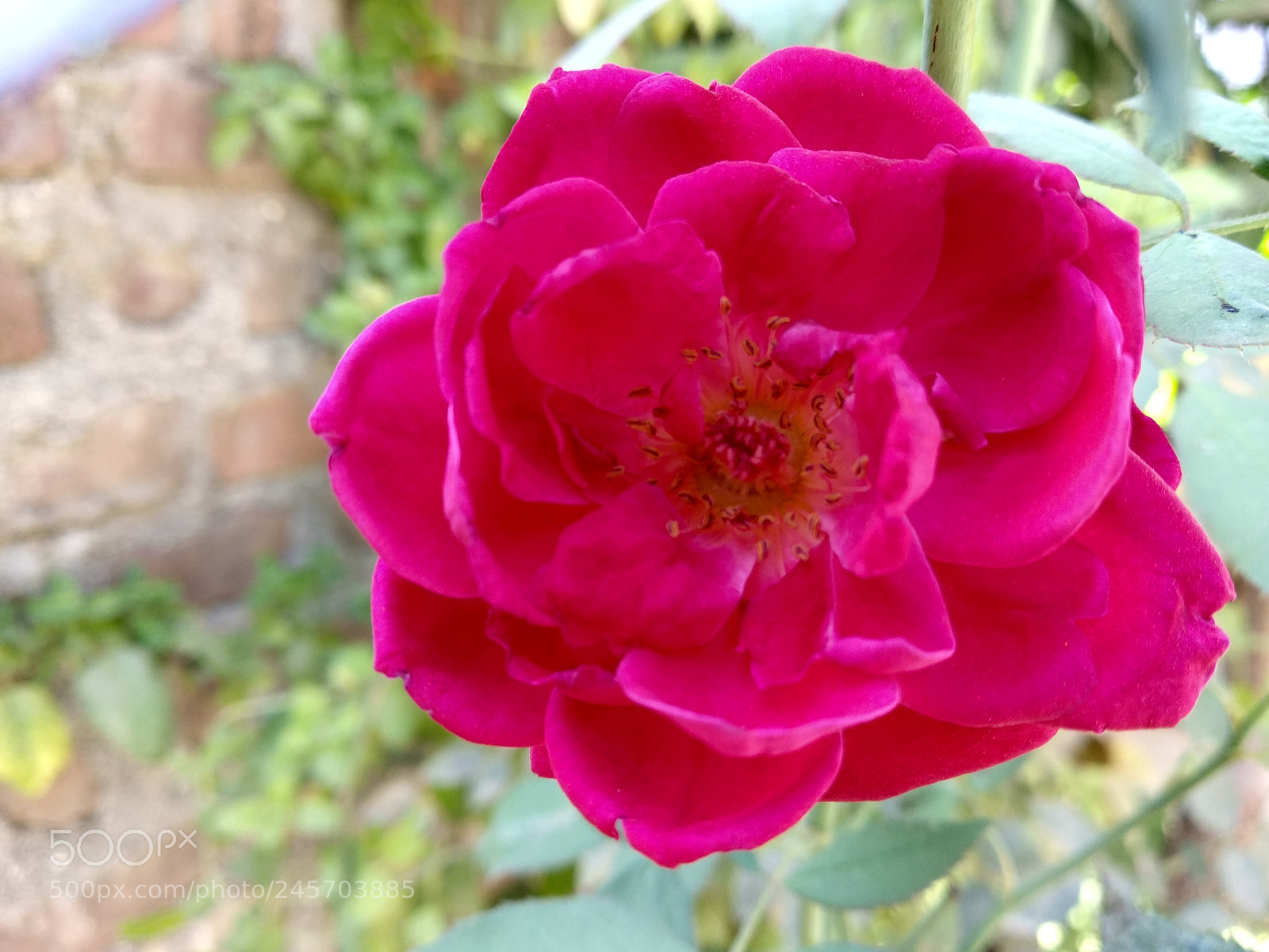 Xiaomi Mi A1 sample photo. A rose at my photography