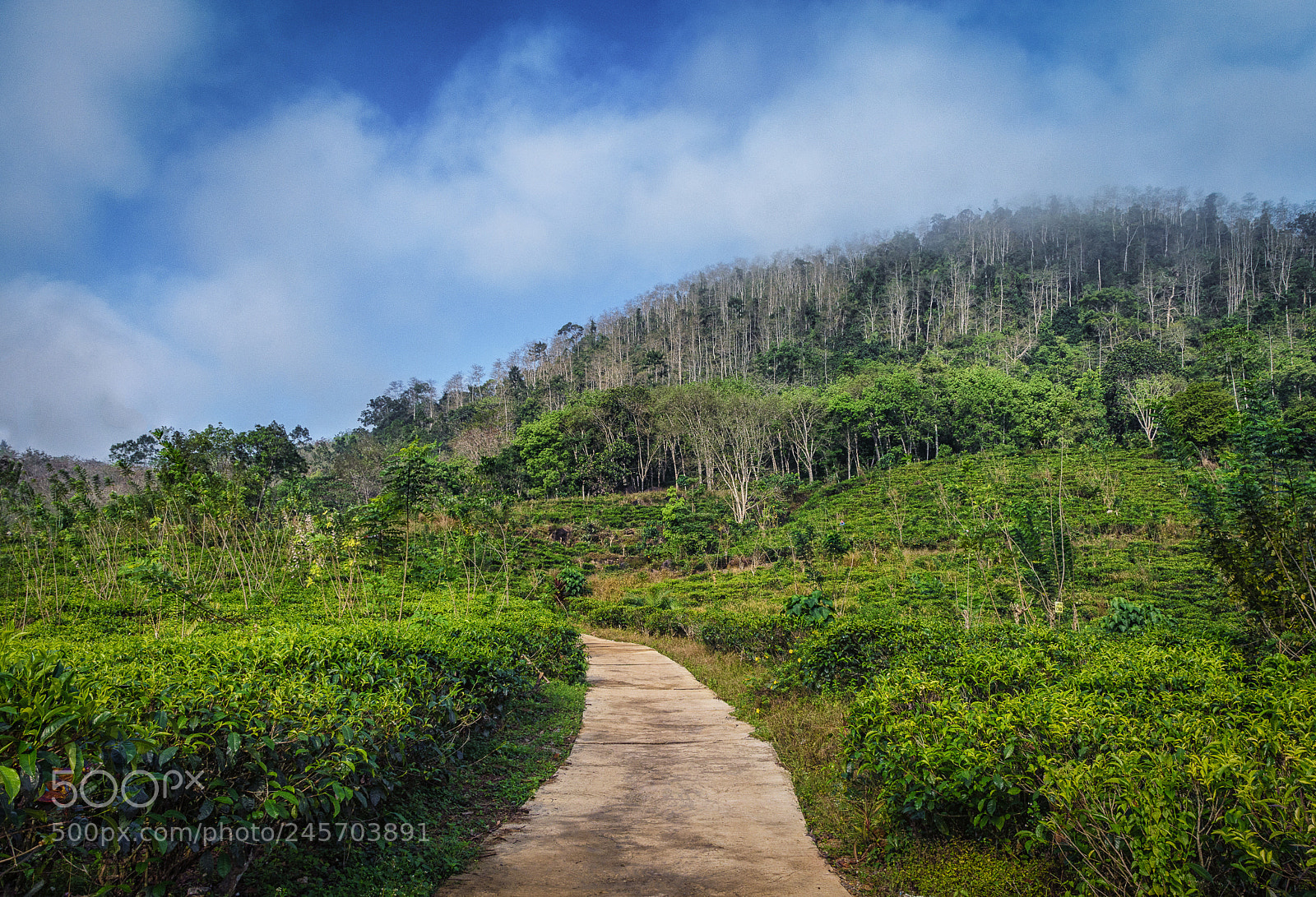 Nikon D7200 sample photo. Tea plantation photography