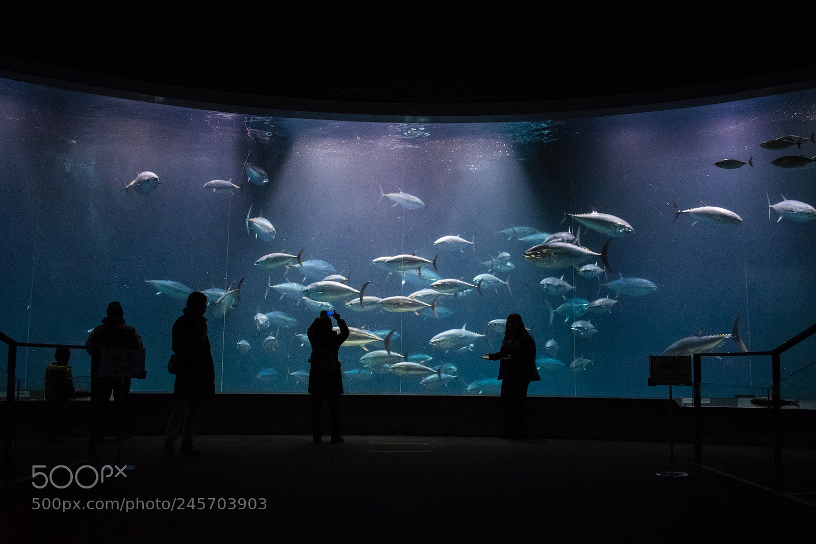 Nikon D3400 sample photo. Tuna tank tokyo sealife photography