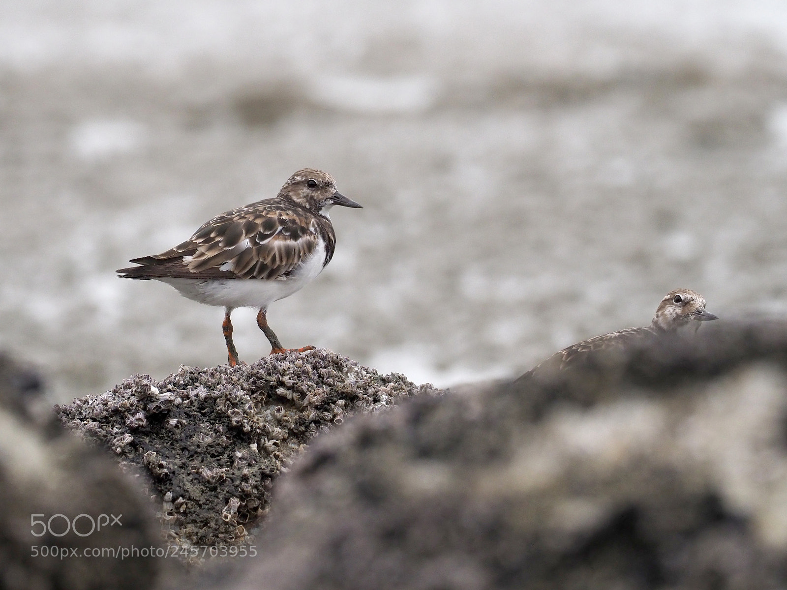 Olympus OM-D E-M1 Mark II sample photo. Ruddy turnstone photography
